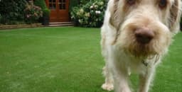 Artificial Grass Company logo