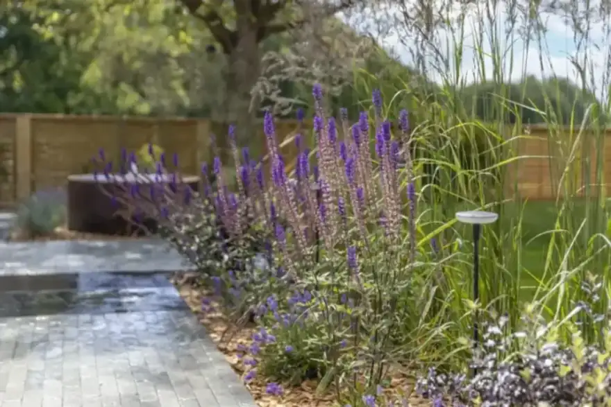 Purple salvia plant in a Norwich garden.