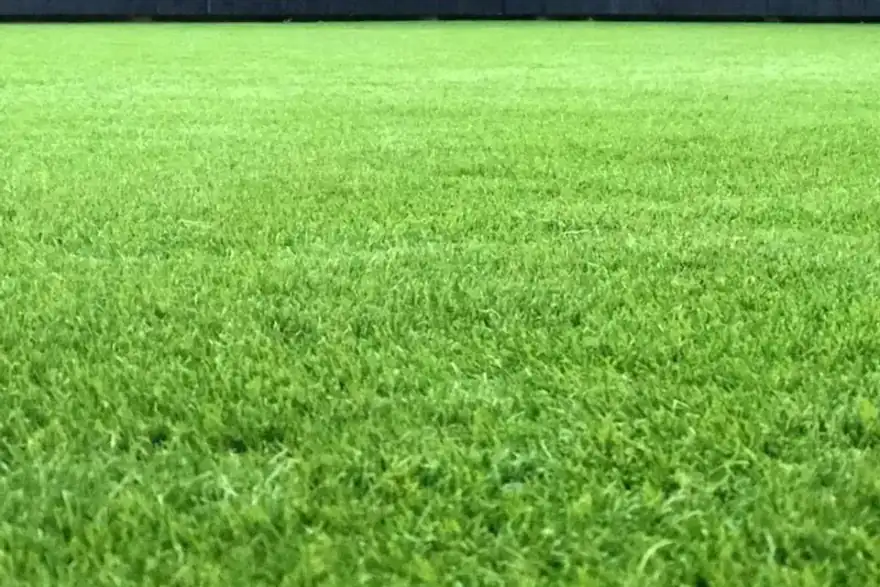 real grass in three weeks