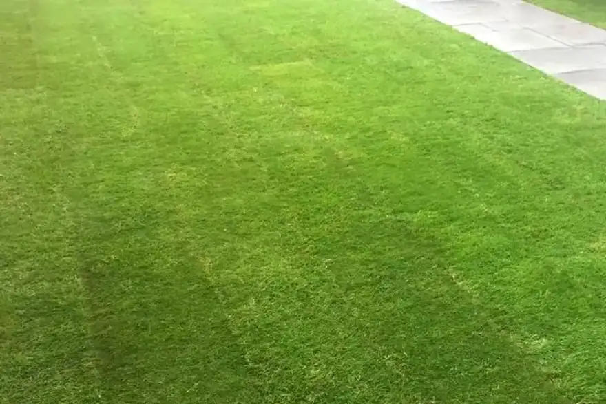 natural pre-grown grass