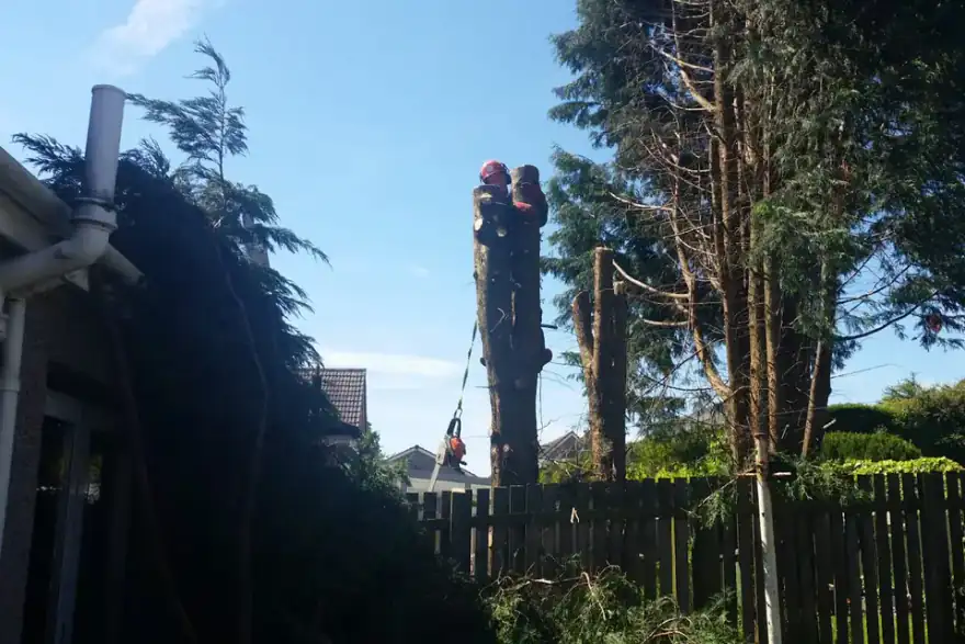 Artificial grass installation by Amac Landscaping & Maintenance - Bearsden Landscapers