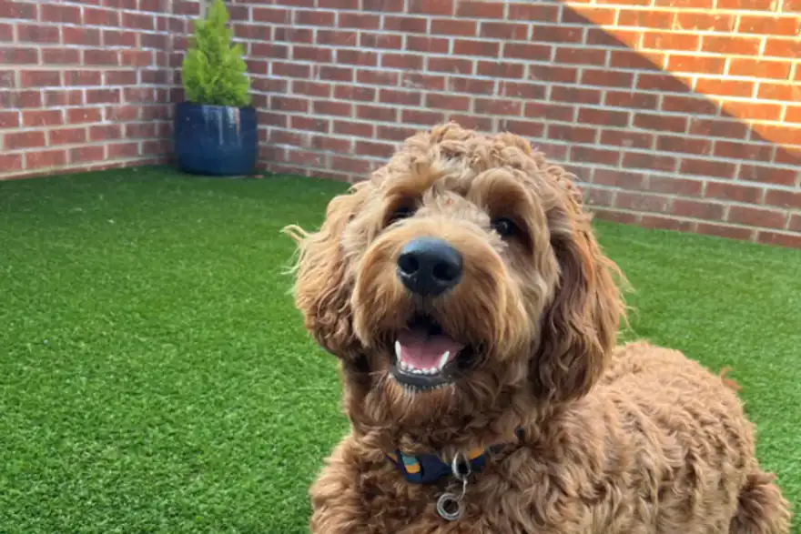 artificial grass leeds