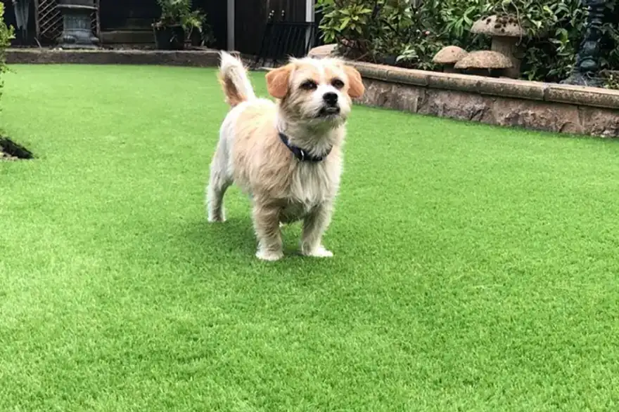 Artificial grass installation by Desired Lawns