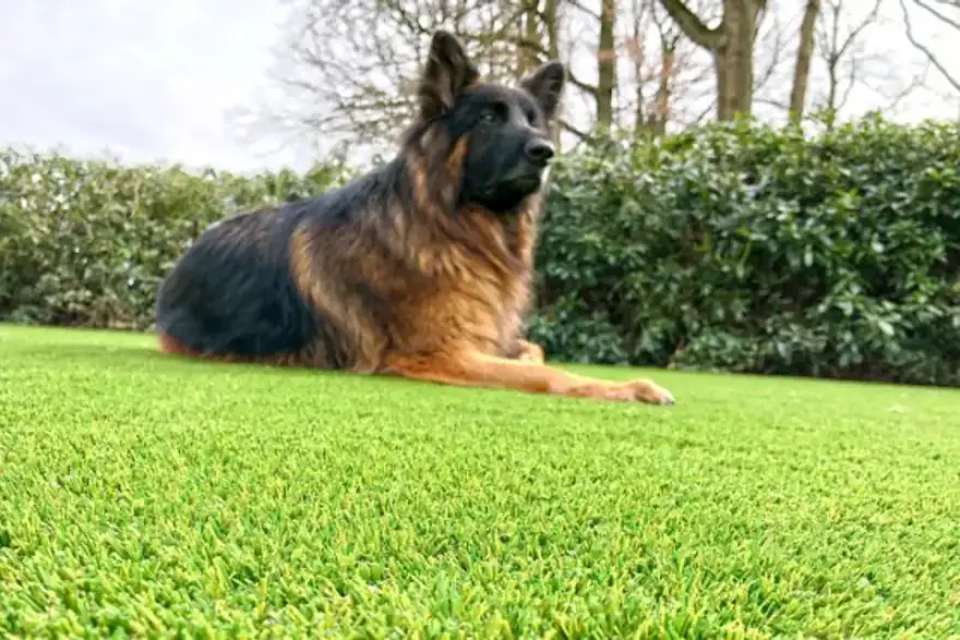dog-grass