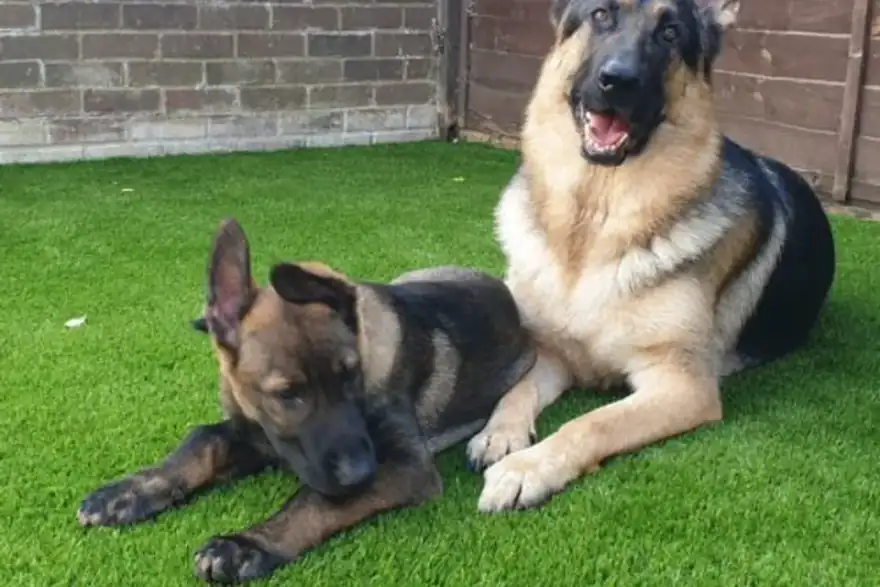 Dogs laying on installed artificial grass