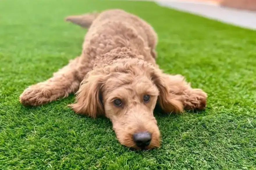 Artificial grass for dogs.