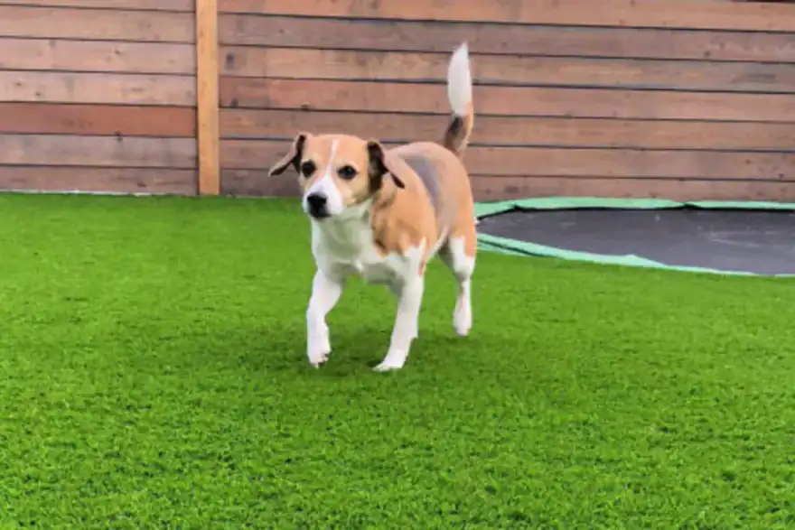 Easigrass Lancashire grass for dogs