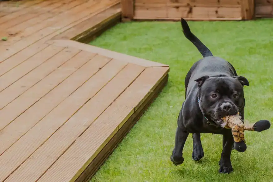 Artificial Grass For Dogs