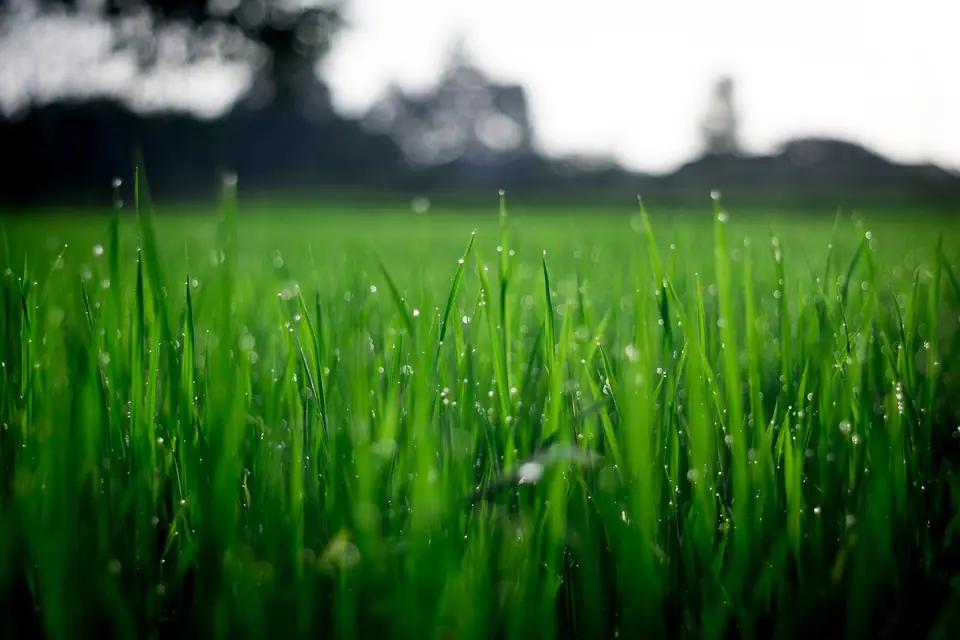 Artificial grass installation by Garden Care Southampton