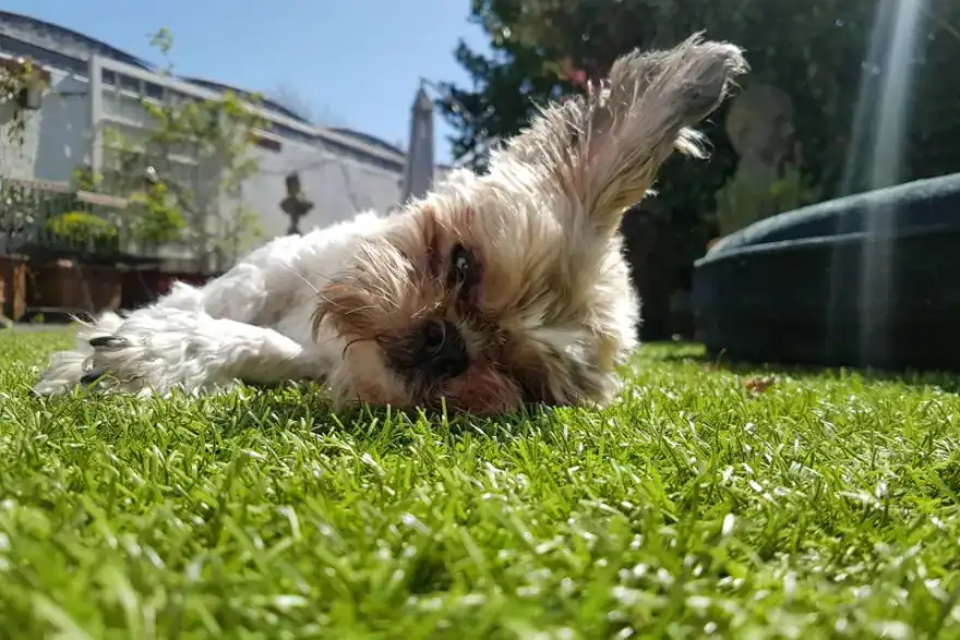 Artificial Grass & Pets