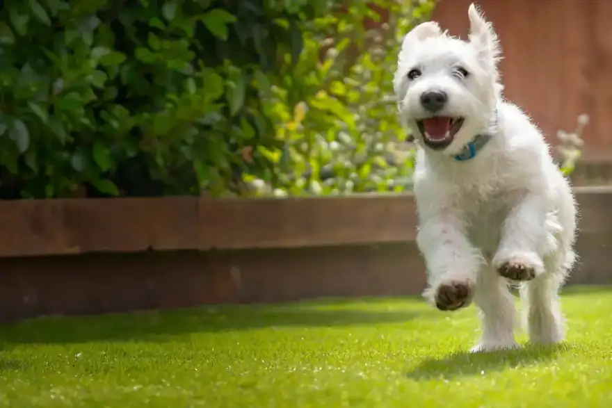 White dog running on a grassy area with a wooden fence and greenery in the background