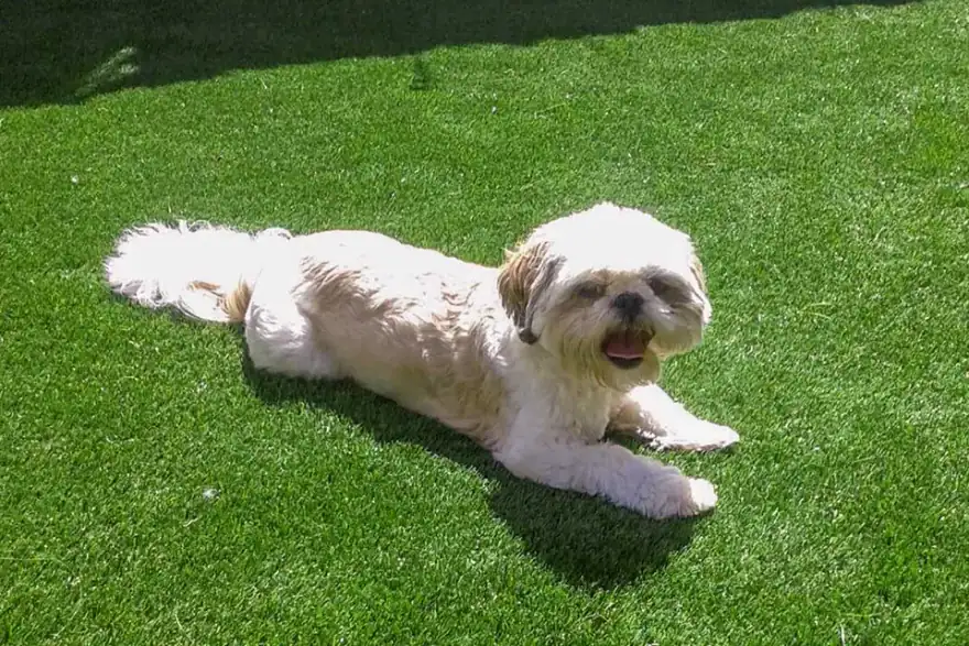 Artificial grass installation by Hagley Artificial Lawns