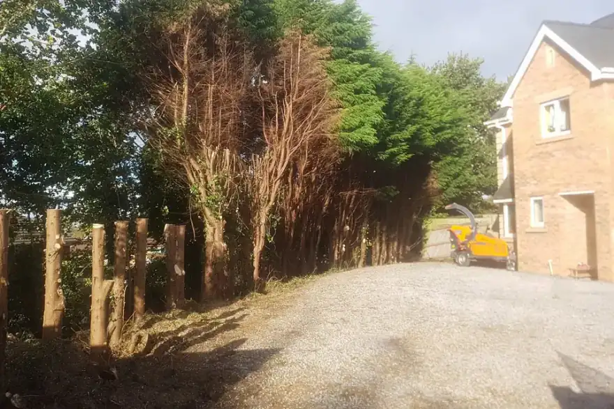 Wind-blown tree care