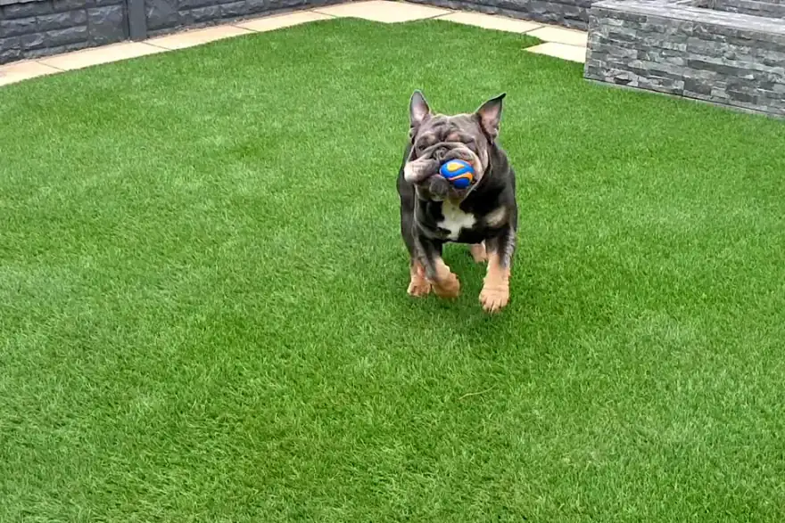 Artificial grass installation by K9 Turf