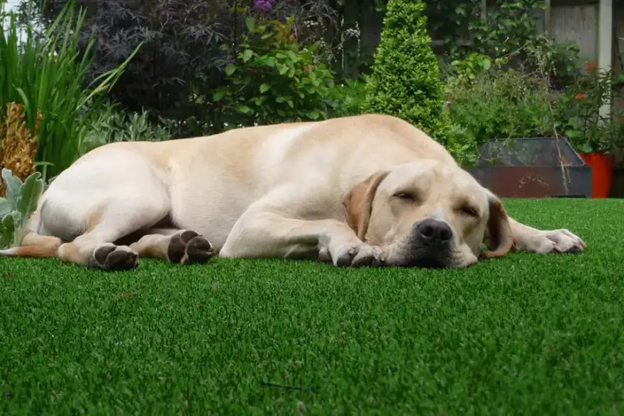 Artificial grass installation by K9 Turf