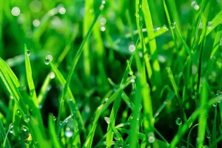 Artificial grass installation by Landscaping St Austell