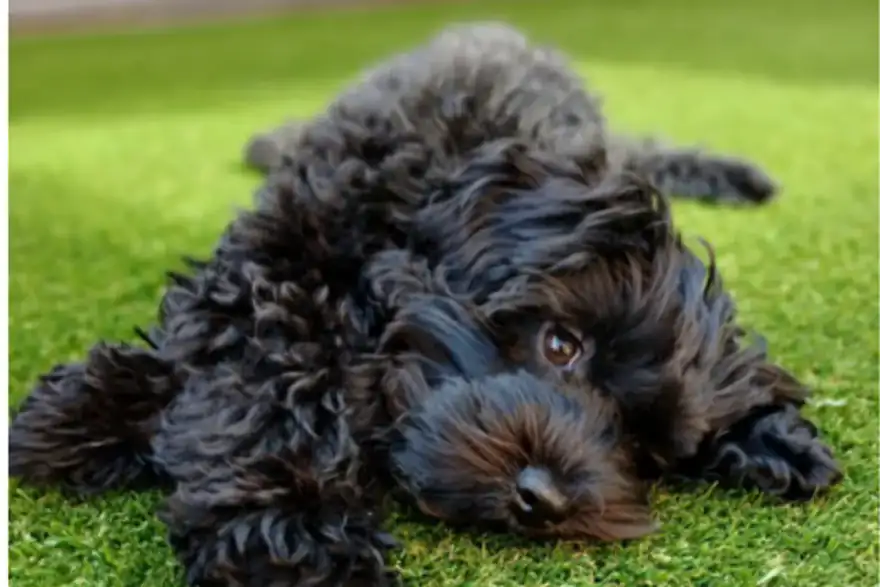 Key Advantage of K9 Grass