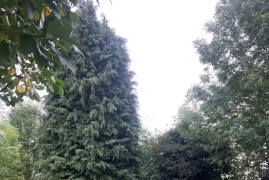 This is a photo of a back garden with fake grass. Leicester artificial grass services installed this