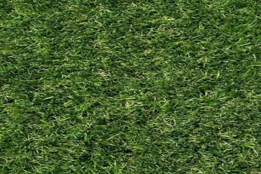35mm Superlawn Classic Plus £15.99 m2