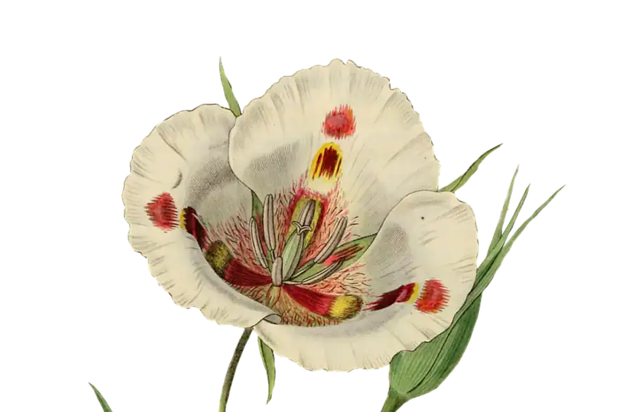 tulip, flower, plant-1952016.jpg