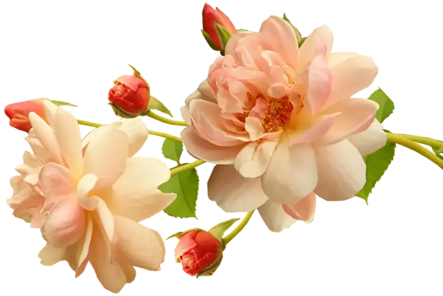 flowers, apricot, roses-4989808.jpg