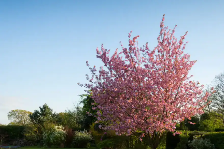 turfing and lawn laying