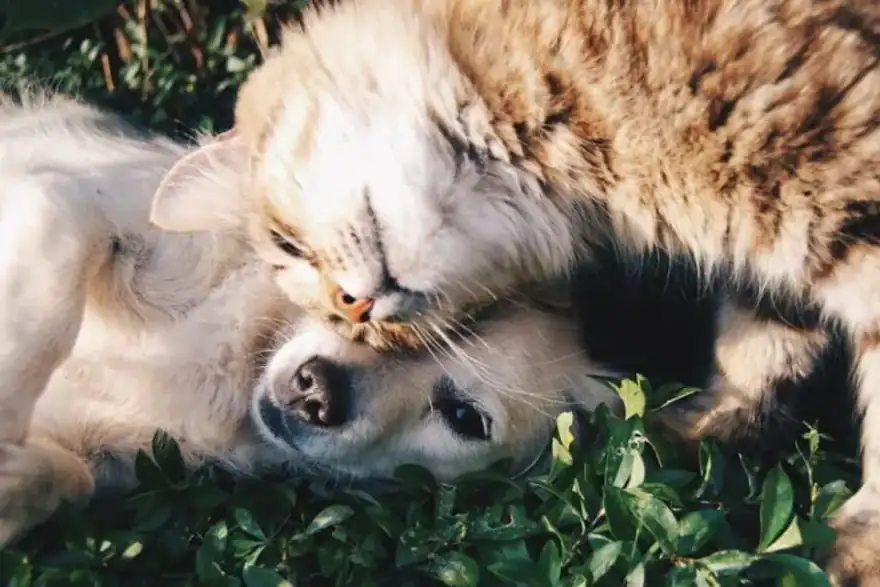 artificial pet friendly grass