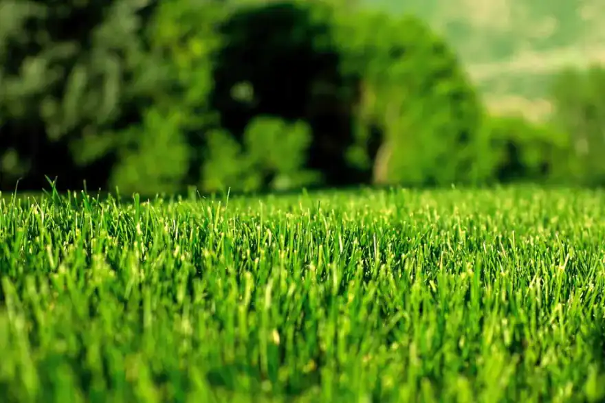 cut grass lawn