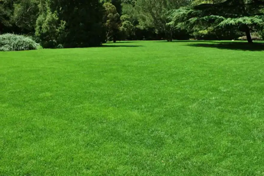 sunshine on lawn