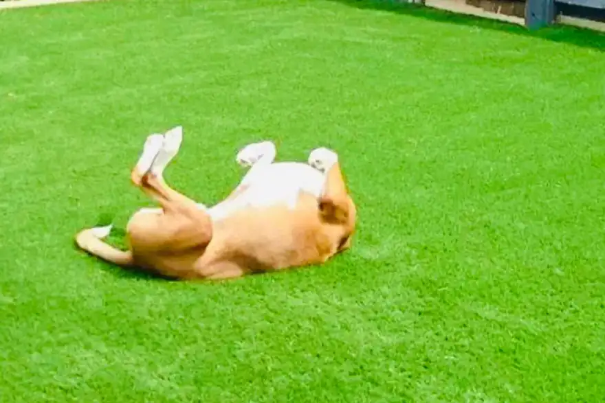 Artificial grass installation by Surrey Artificial Grass