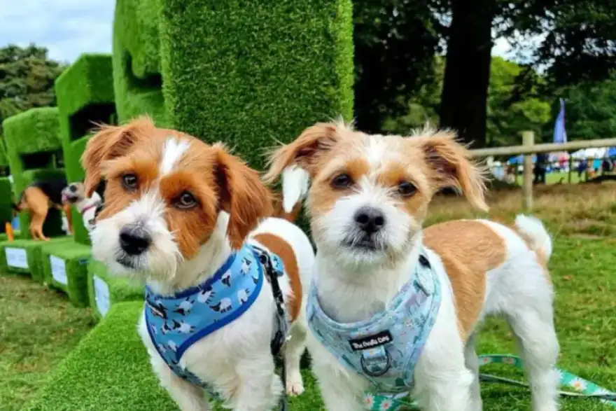 Two small dogs standing on artificial grass