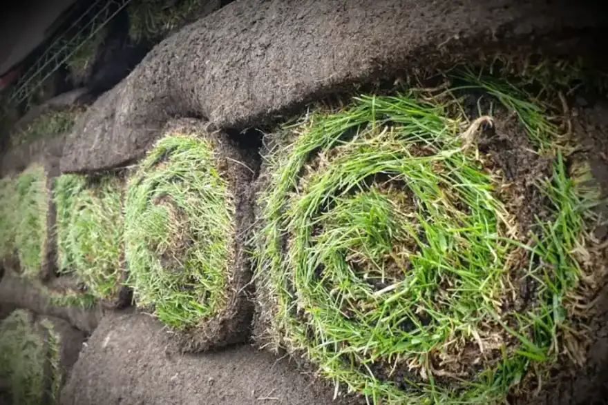 Close-up of fresh seeded turf rolls showing dense green grass and rich soil