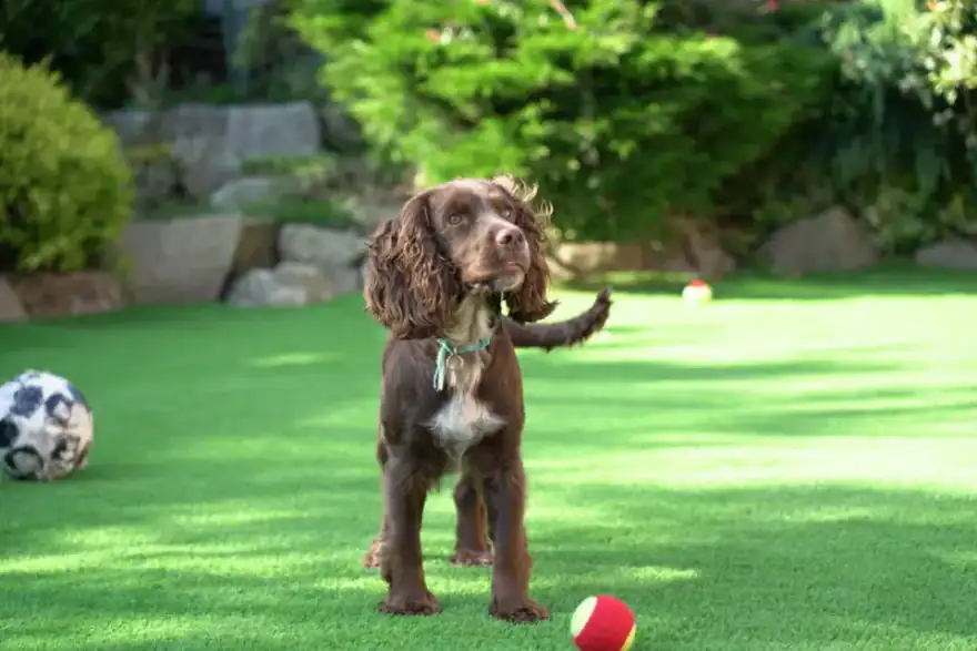 Dog playing on beautiful artificial grass lawn installed by Unreal Lawns
